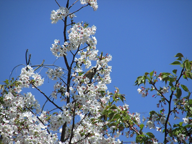 青空と残った桜