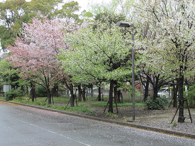 横浜の沿岸部でも強風が吹き荒れ、さくらも一気に葉桜に。